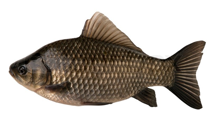 fishhhh