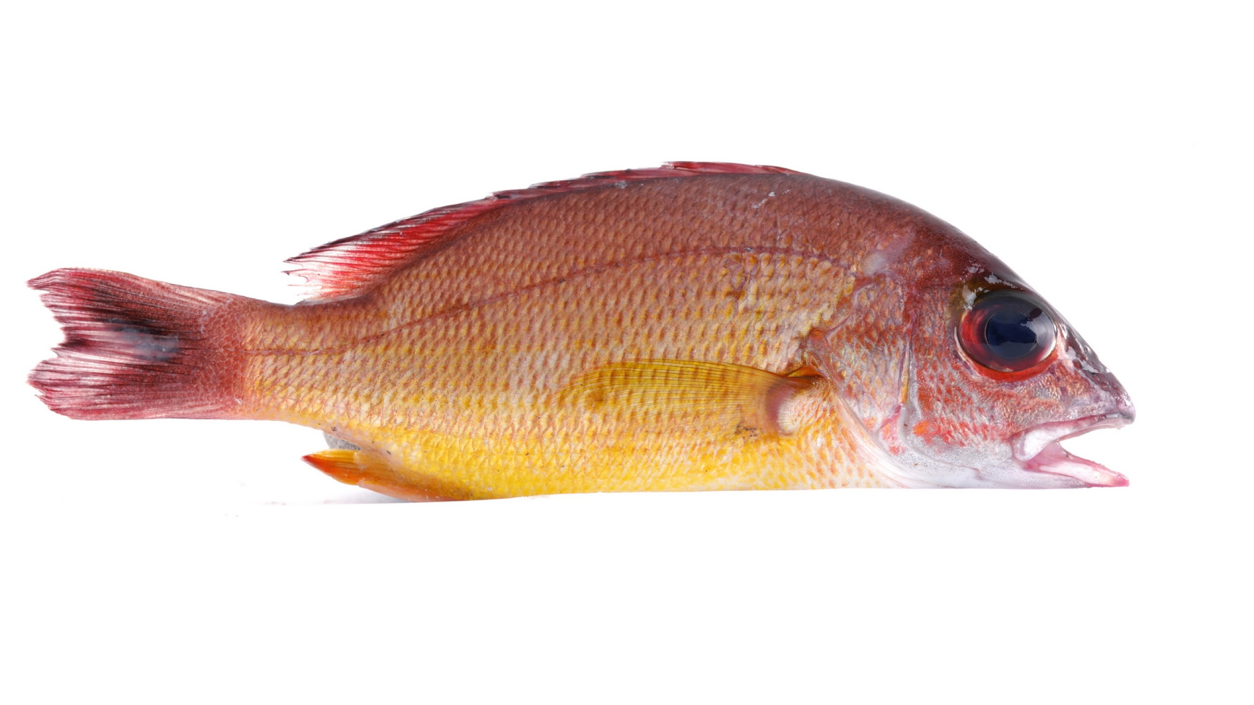 fishh